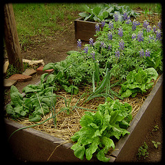 Garden Vegetables 07